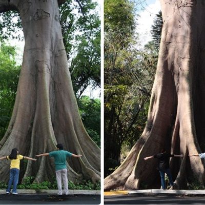 Alex, Speedy and our favorite kapok tree in U. P. Los Baños. Left photo was taken in 2006; right photo was shot in 2010.