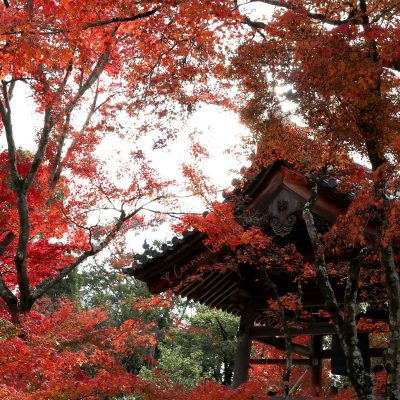 Autumn leaves, Japan