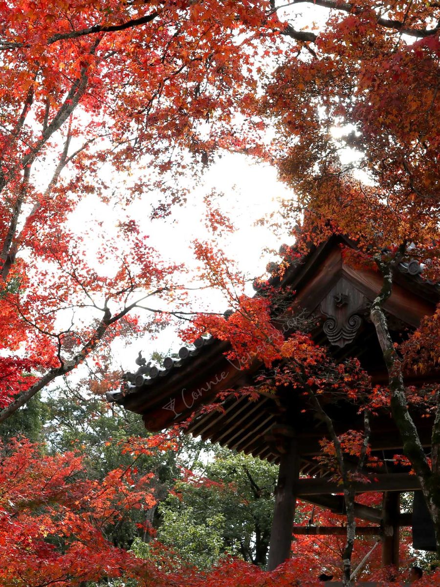 Autumn leaves, Japan