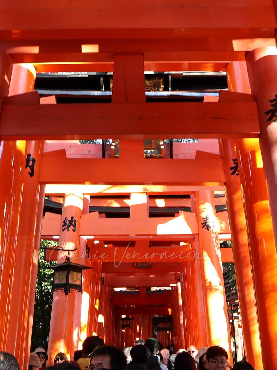 Torii gates at Fushimi Inari