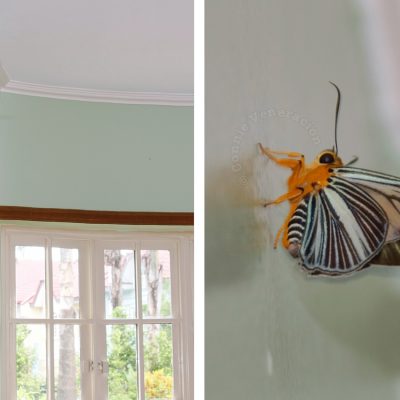 Colorful moth on bedroom wall