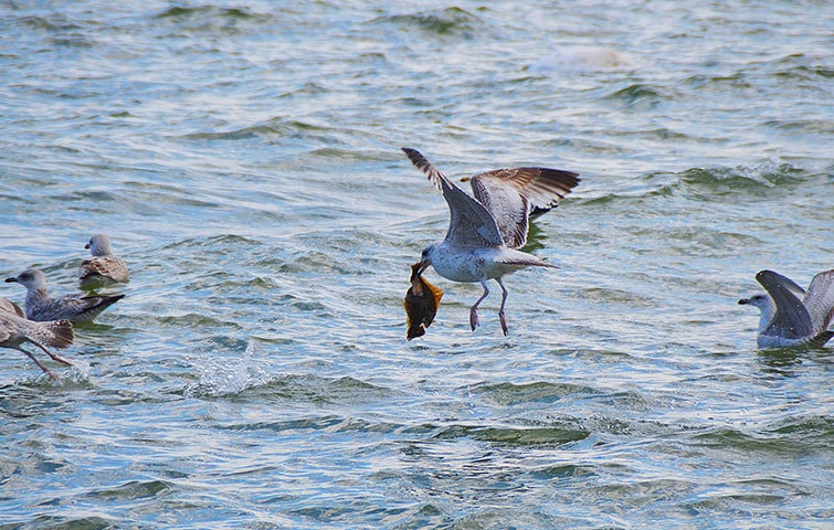 Bird plucking fish from the sea