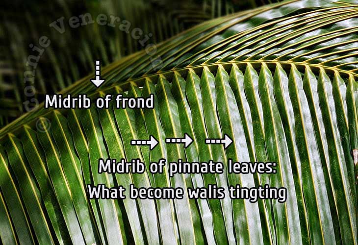 Parts of a coconut leaf
