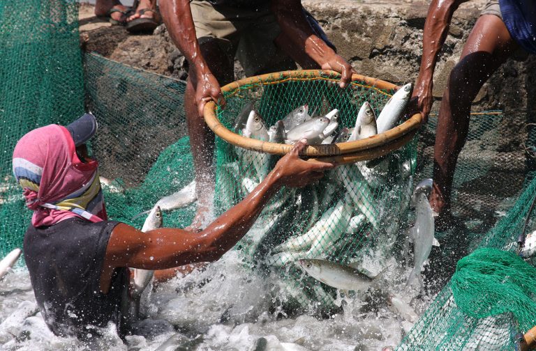 The truth about bangus as the Philippines’ national fish