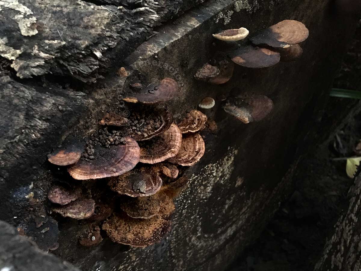 Wild mushrooms growing on decaying log
