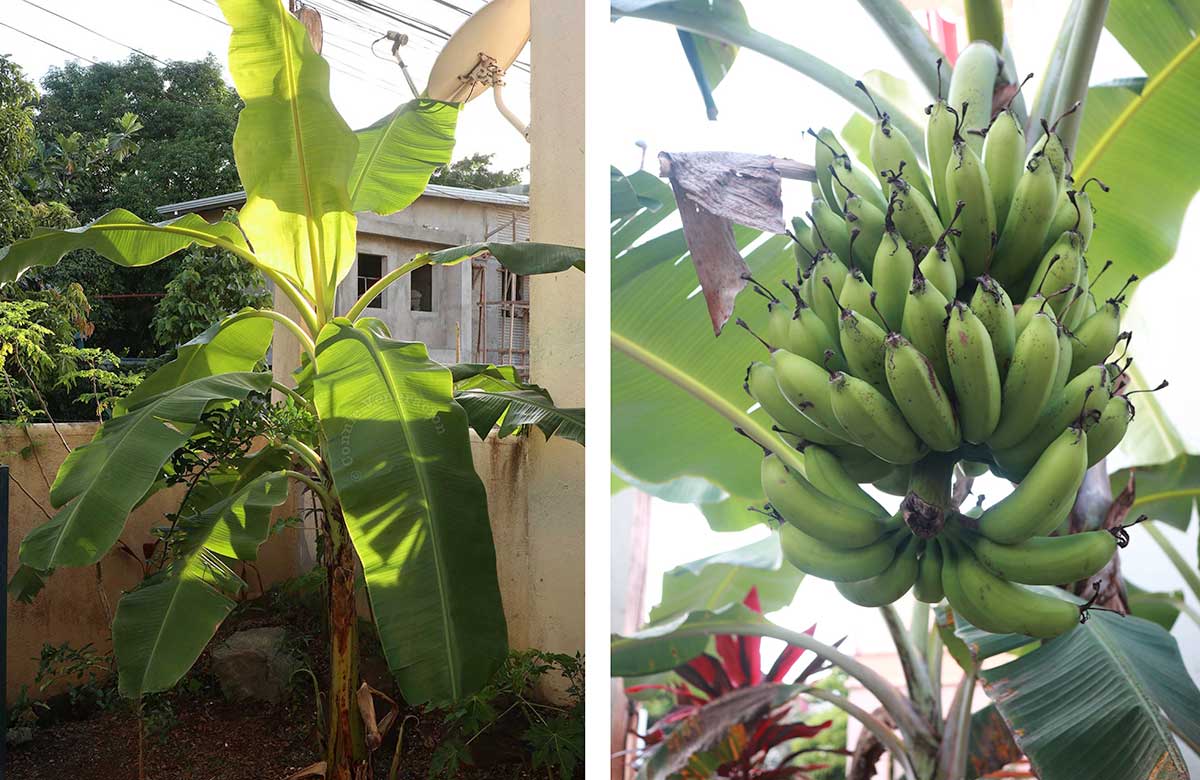 Photos of one of our banana trees, six months apart