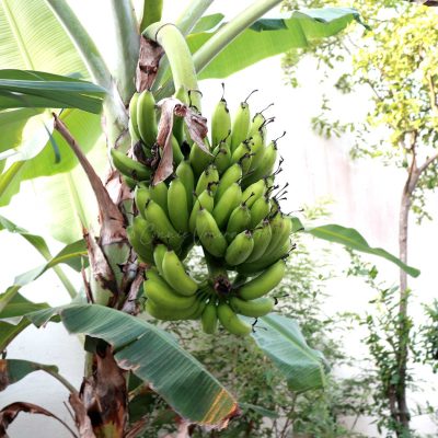 Banana in our garden almost ready for harvest