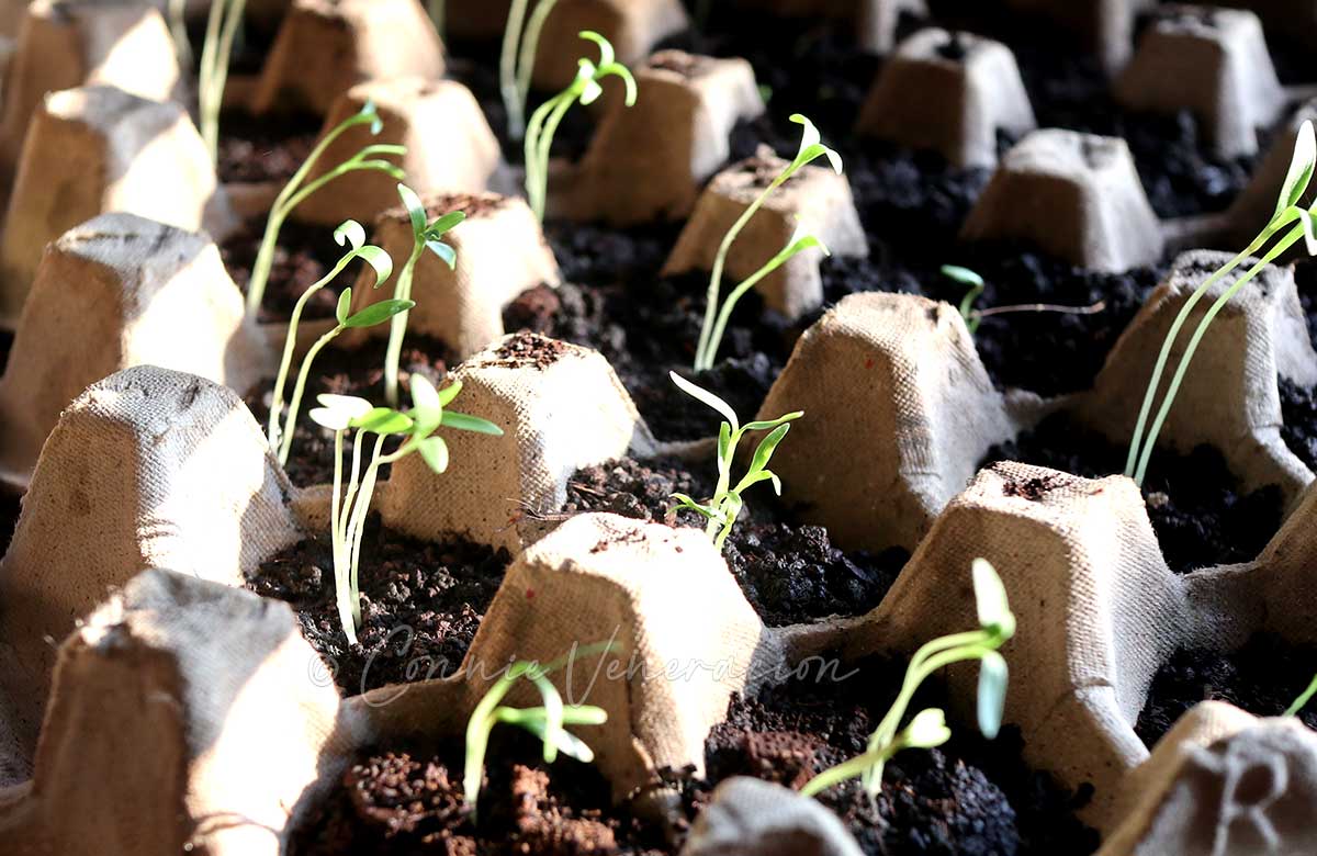 Growing herbs from seeds using egg carton