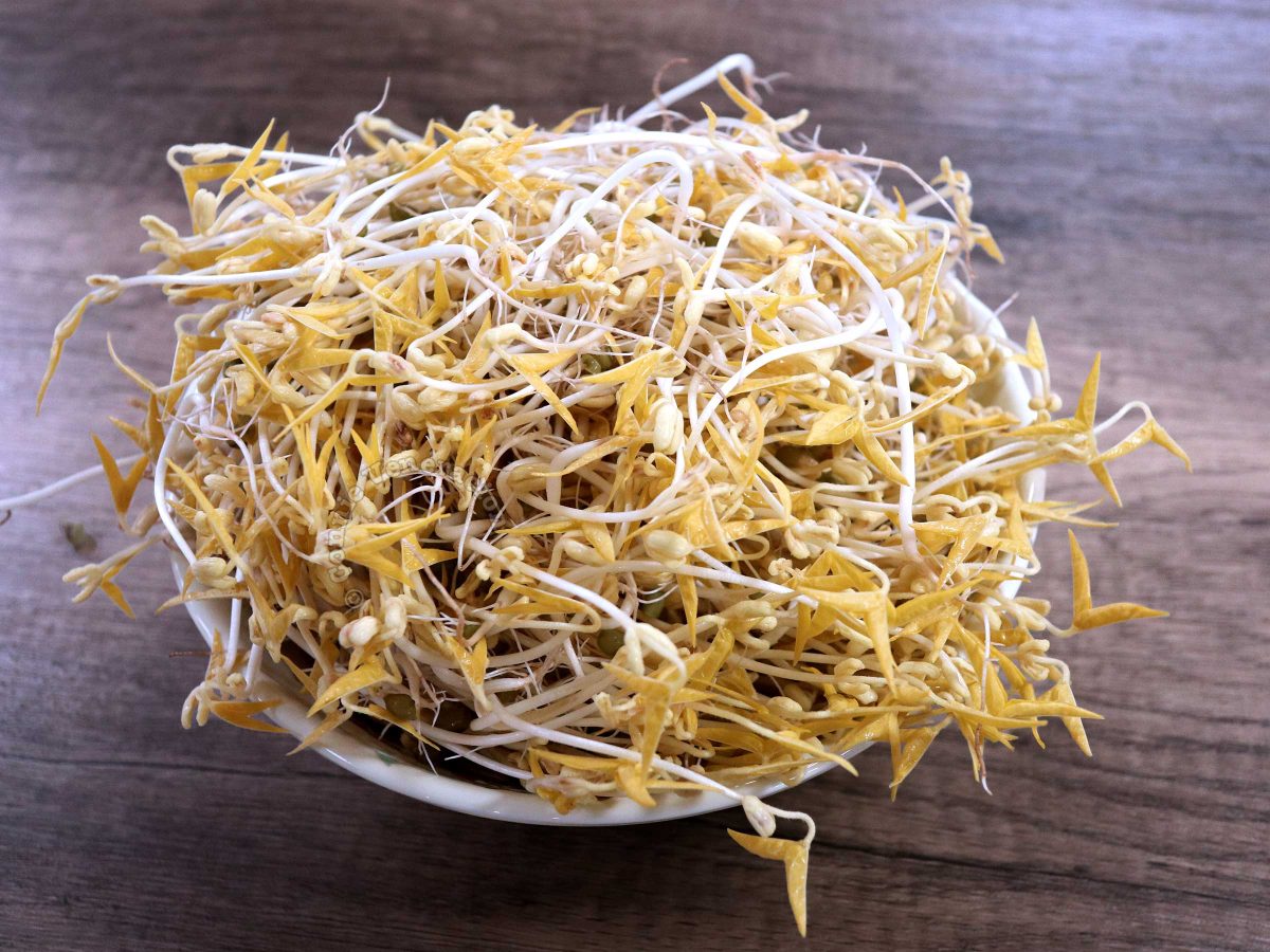 Home grown mung bean sprouts