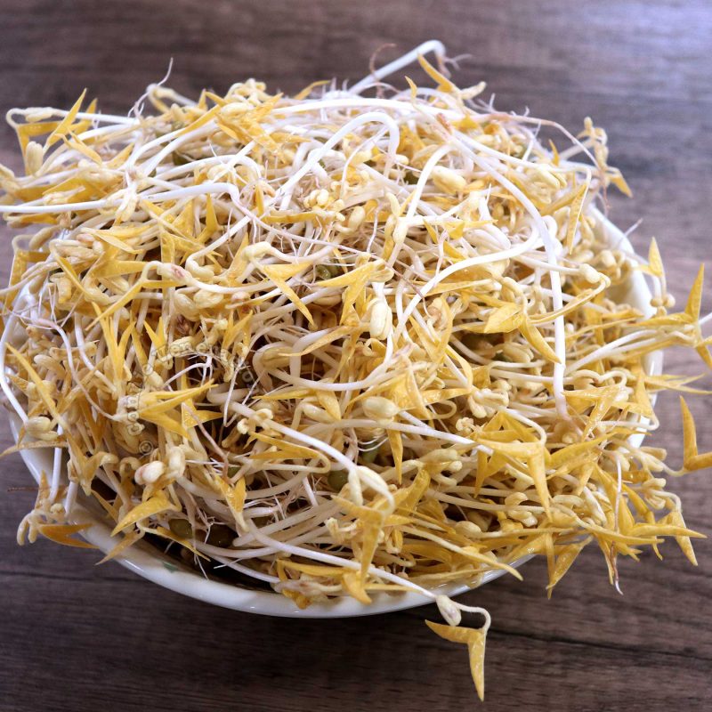 Bean sprouts spring rolls