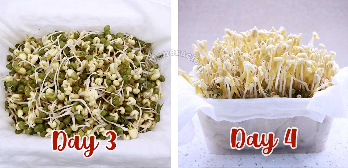 Growing bean sprouts, days 3 and four