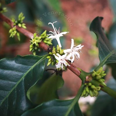 coffee tree flowers