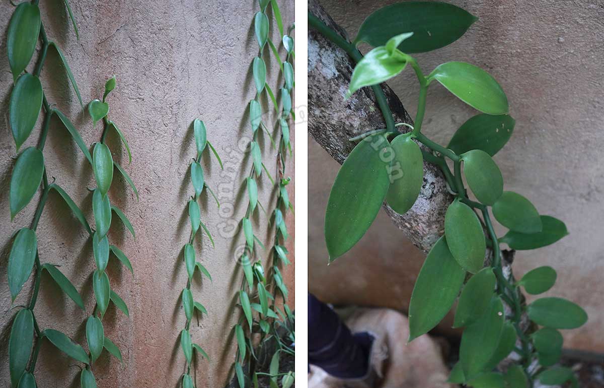 Vanilla vines climbing on concrete wall