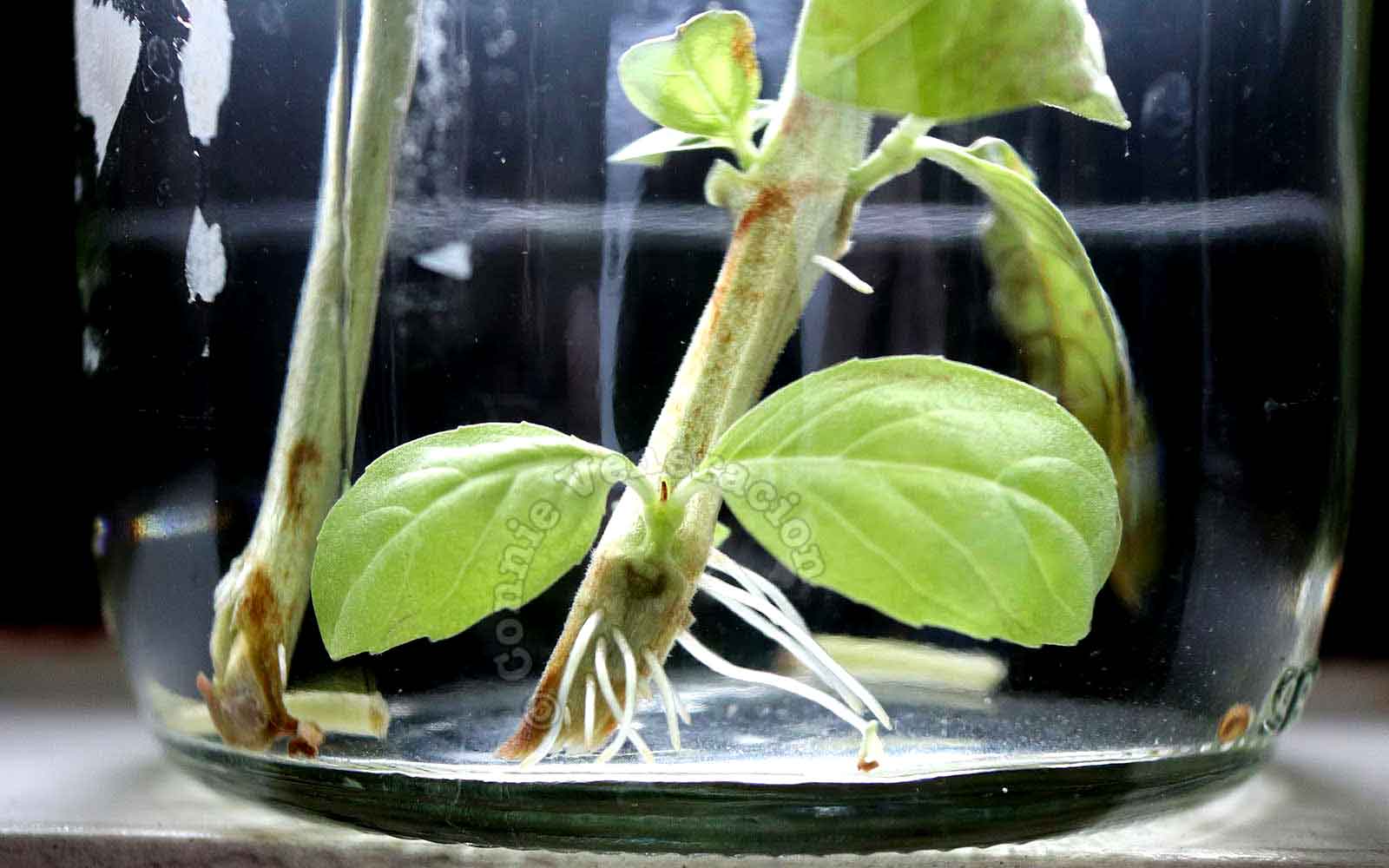 Roots growing from basil cutting