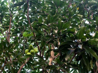Green mangoes high up in the tree