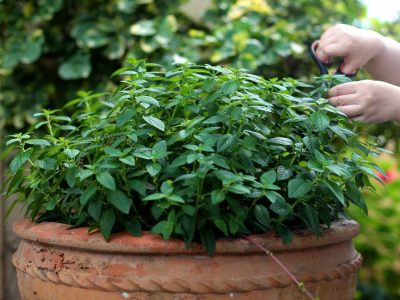 Peppermint growing in a pot