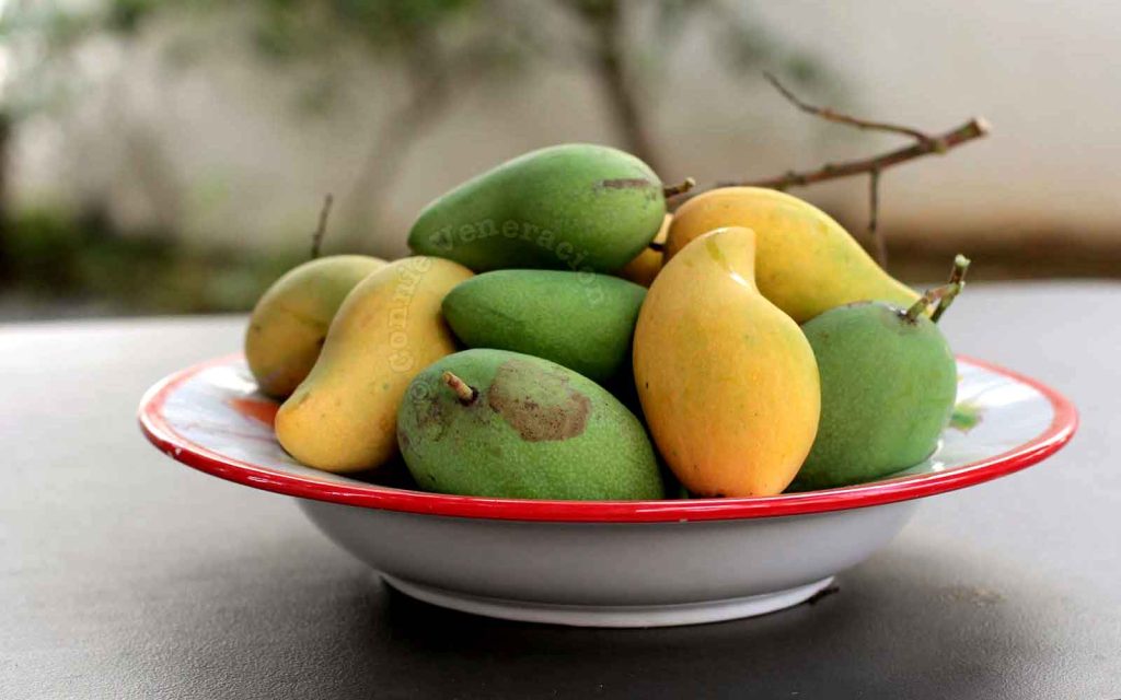 Green and yellow mangoes in bowl