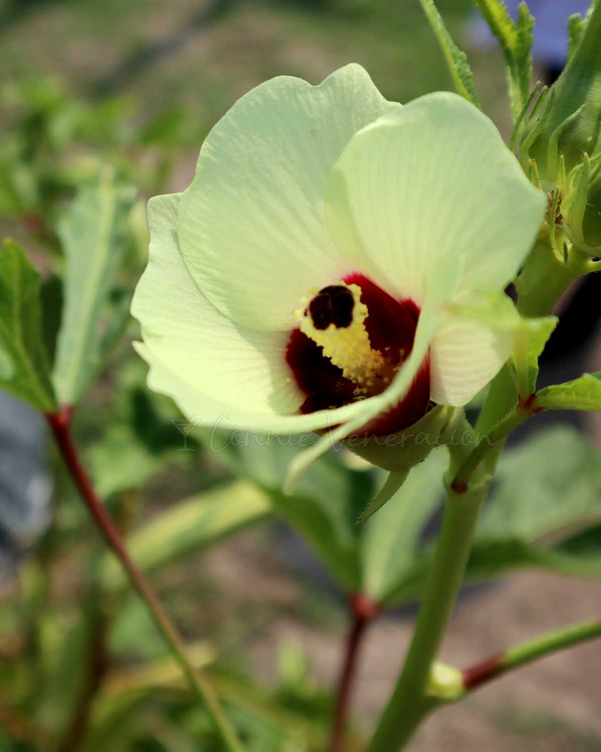 Okra flowers are edible