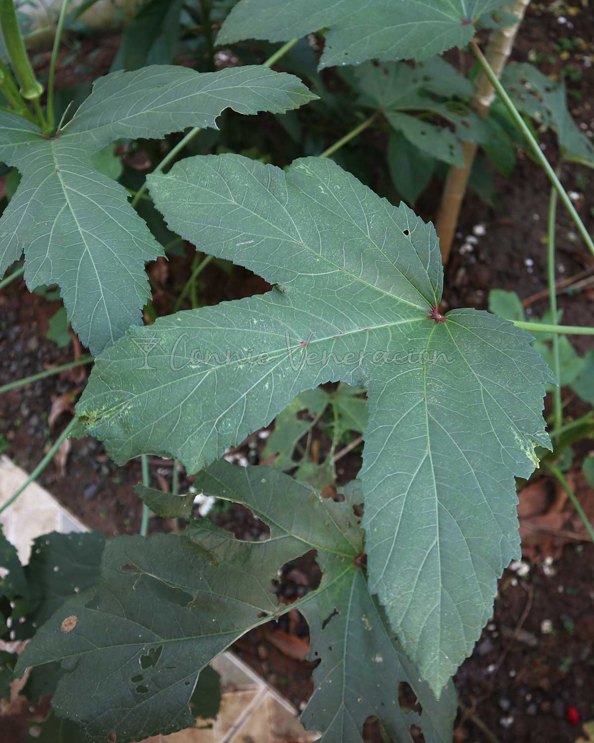 Okra leaves are edible