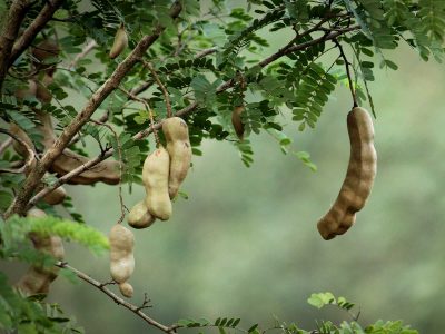Tamarind tree with fruits and leaves