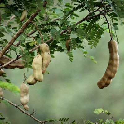 Tamarind tree with fruits and leaves