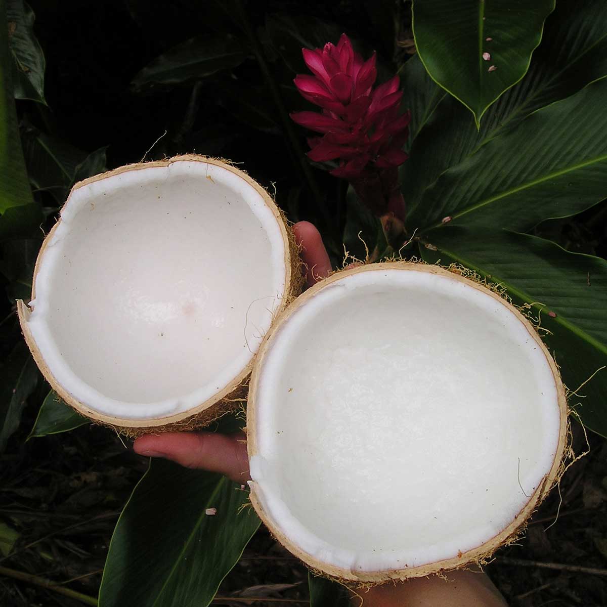Young coconut with tender flesh