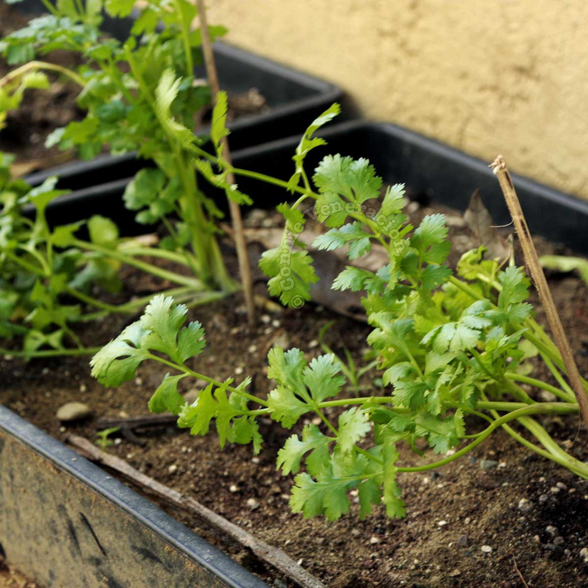 Growing cilantro / coriander in a trough