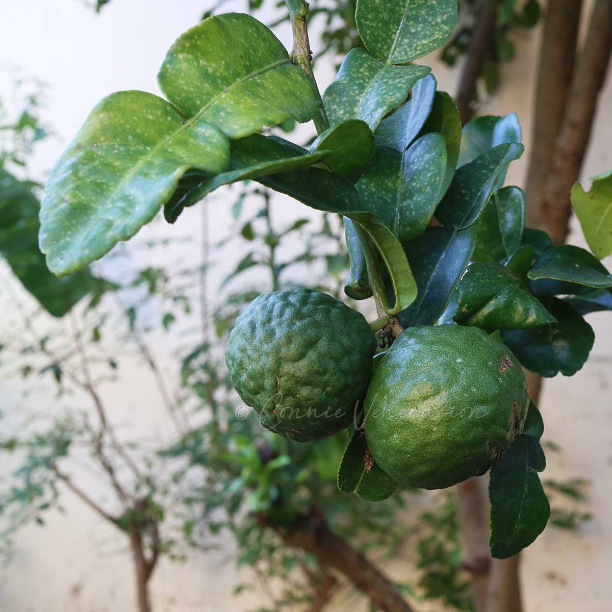Kaffir time tree with fruits and leaves