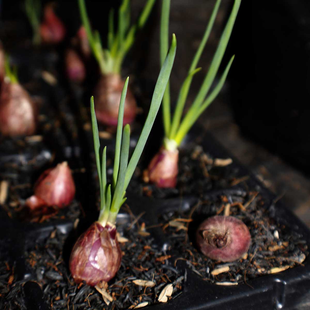Red onions with leaves