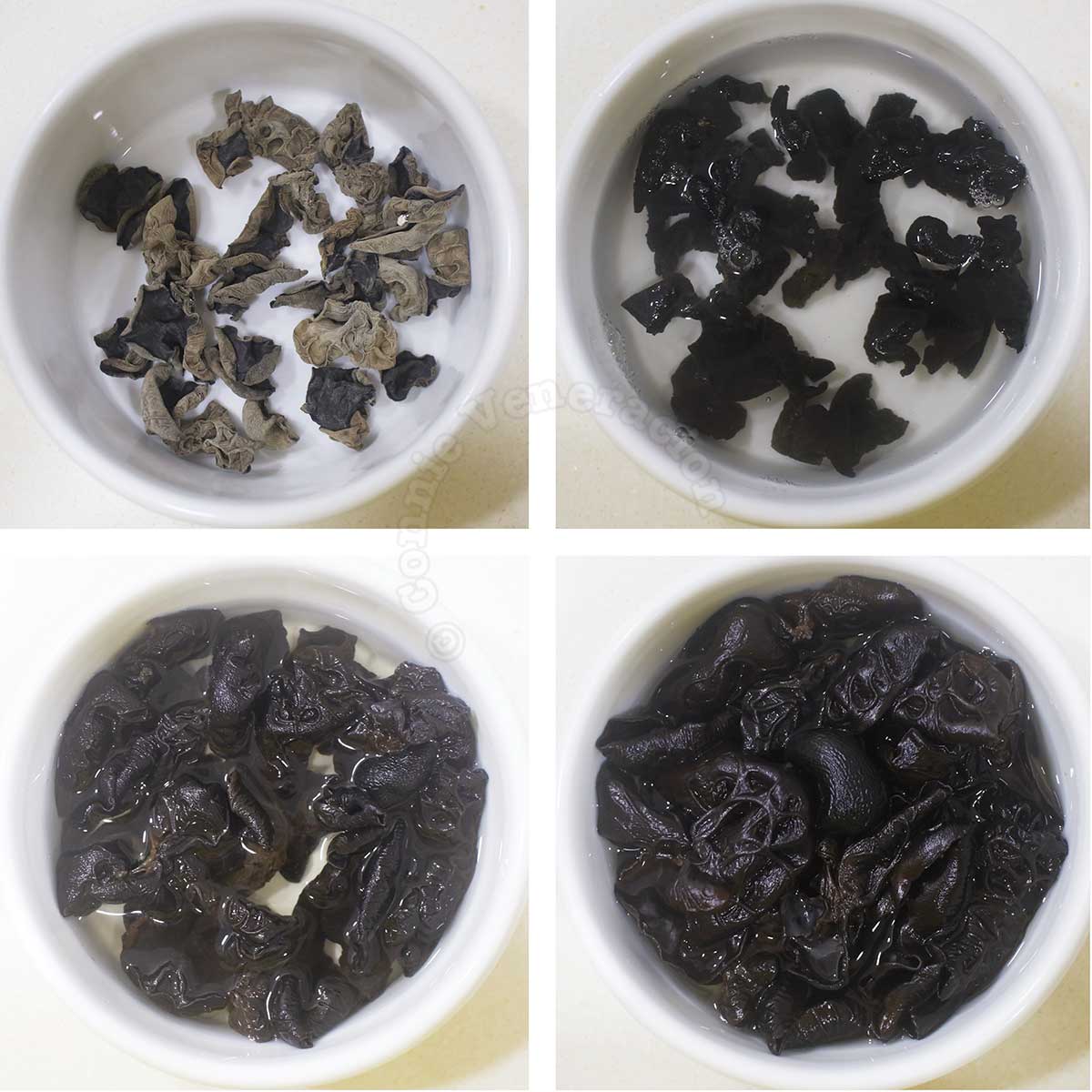 Black fungus before and after rehydrating