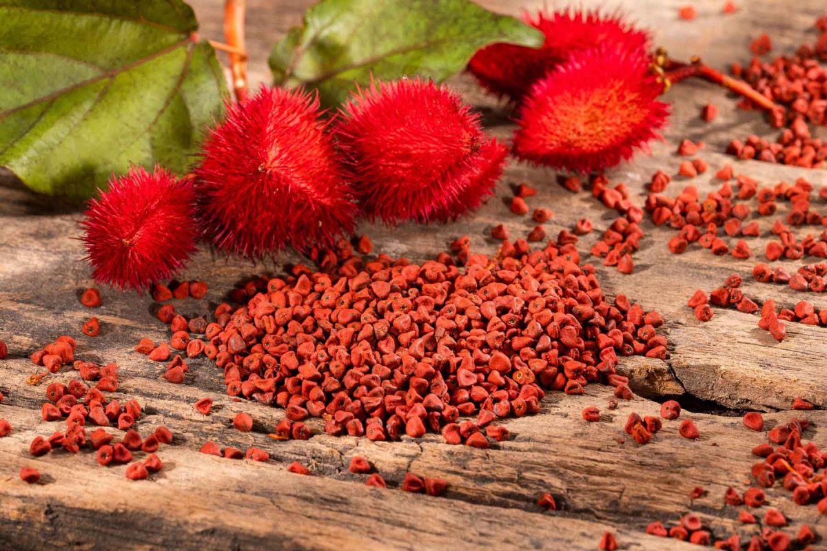 Annatto (achiote) pods and seeds
