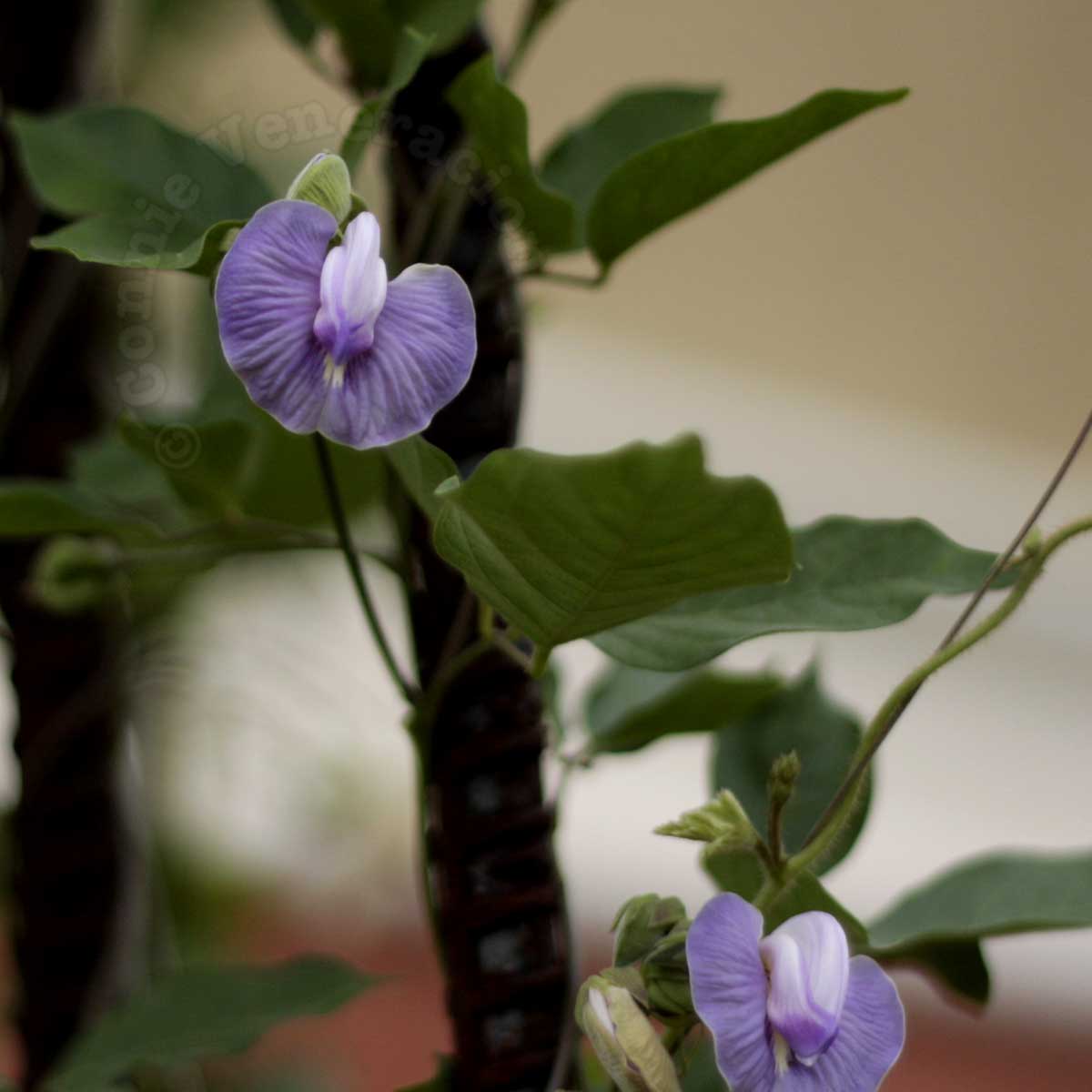 Butterfly pea plant with flowers