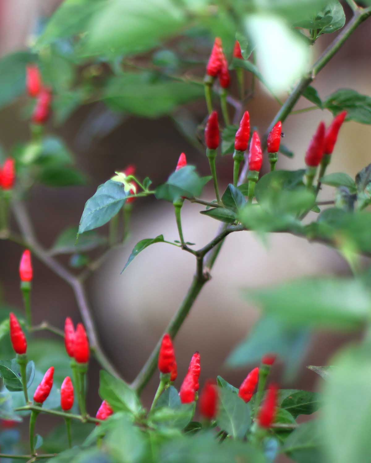 Red chili growing in the garden