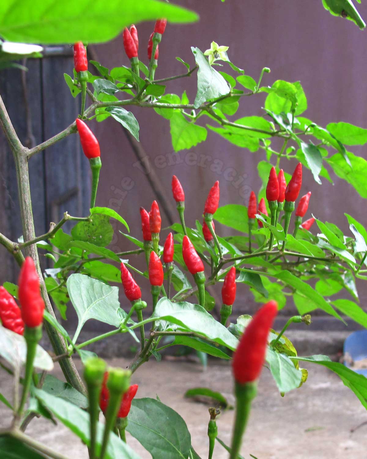 Red chilies pointing upward
