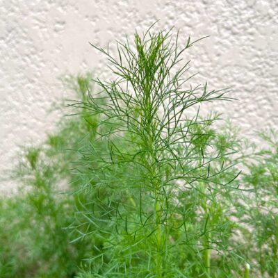 Dill growing in the garden