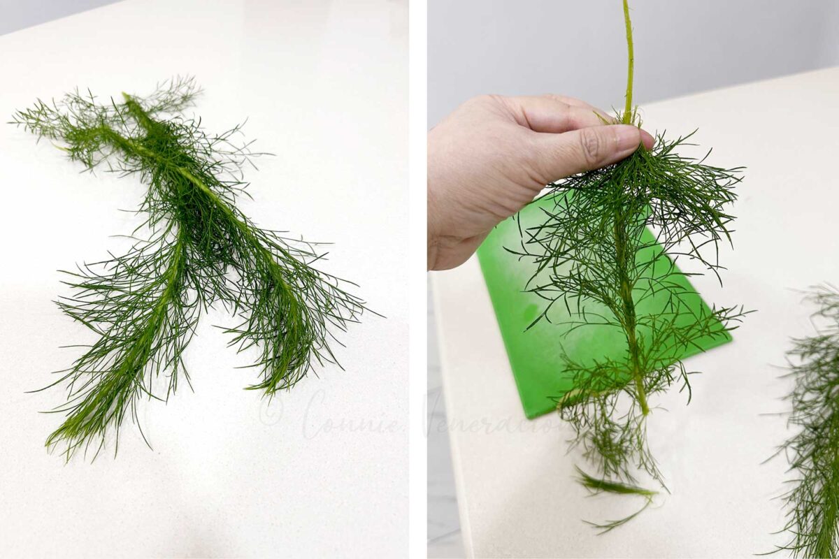 Stripping dill leaves from stalk