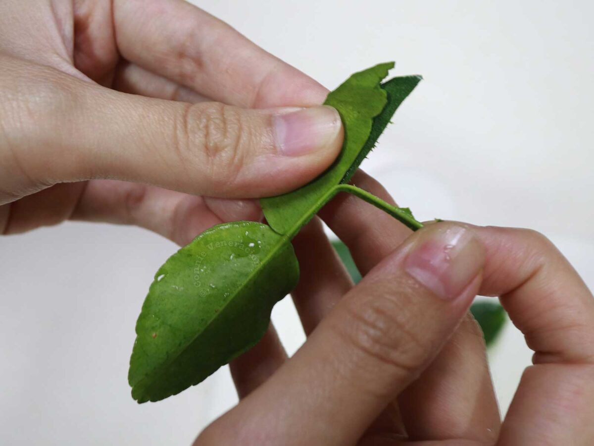 Pulling off the center rib of kaffir lime leaves