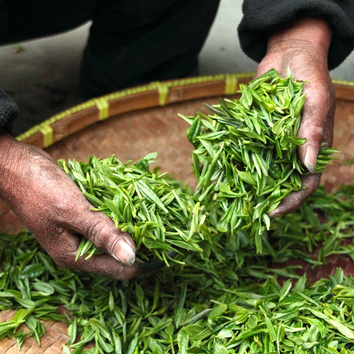 Tea leaves (Camellia sinensis)