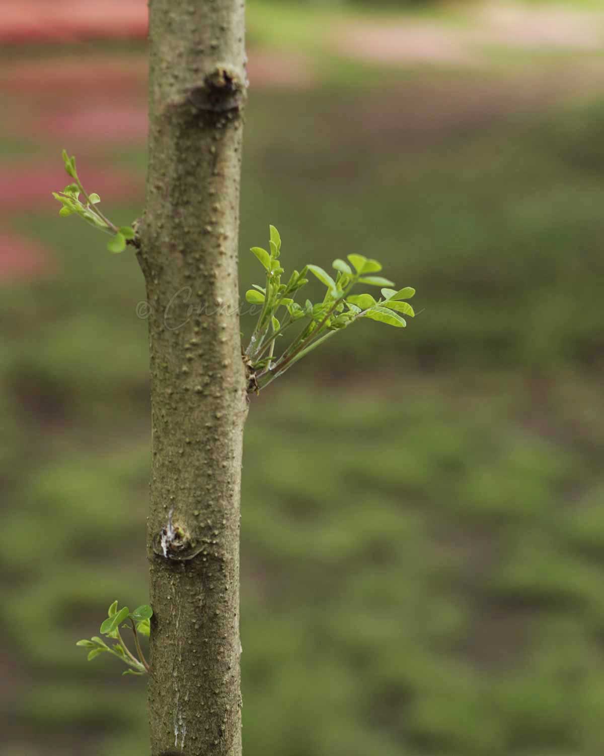 Moringa oleifera (malunggay) tree