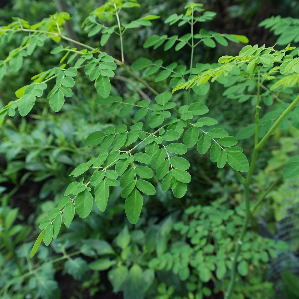 Moringa oleifera (malunggay) leaves