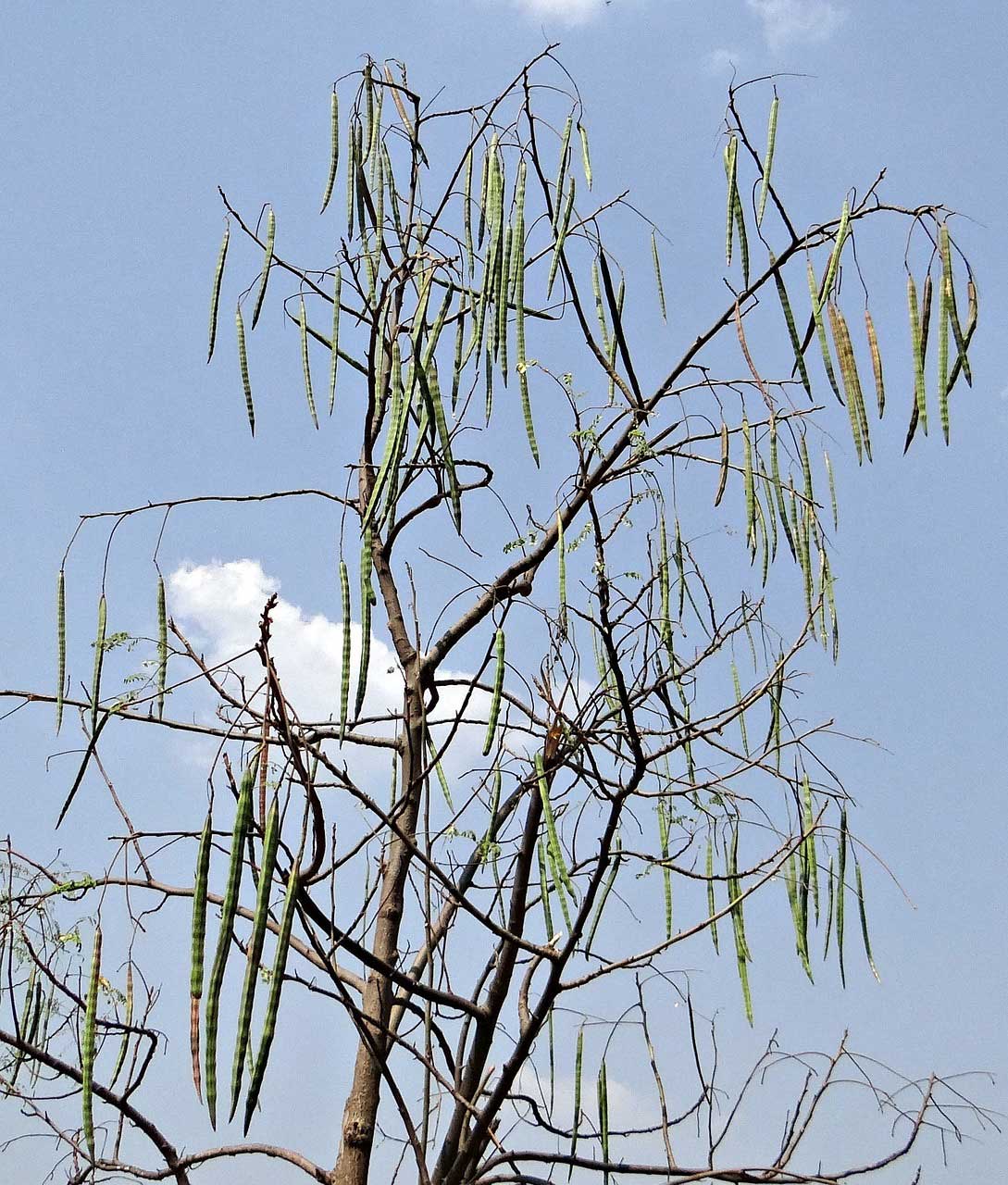 Moringa oleifera (malunggay) seed pods