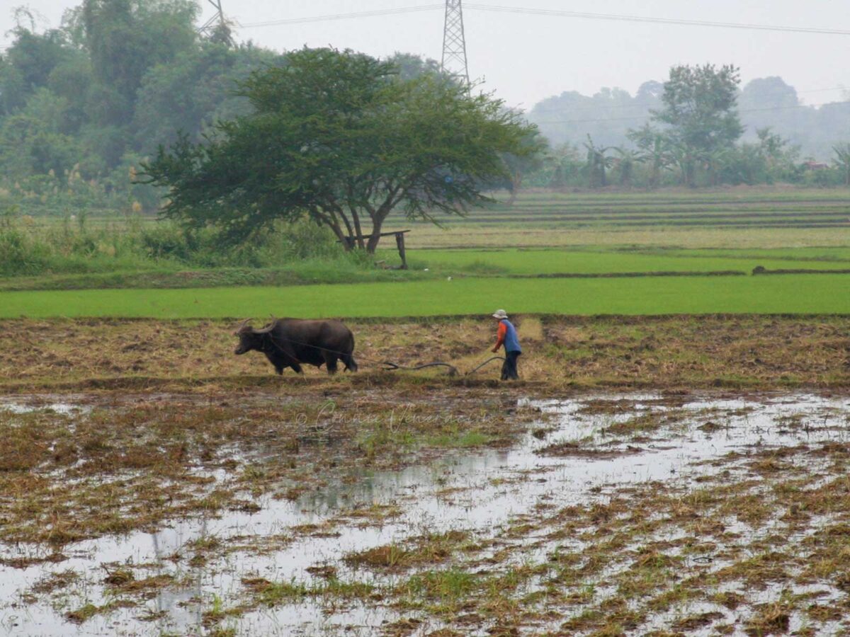 Farmer plowing rice field with carabao