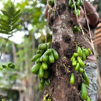 Averrhoa bilimbi (kamias) tree and fruits