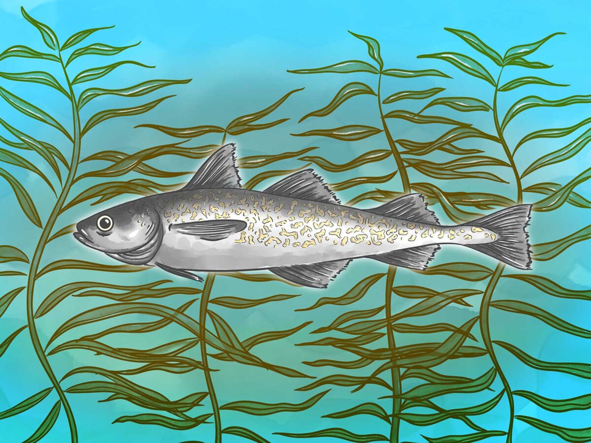 Alaska (walleye) pollock digital art by Alex Veneracion