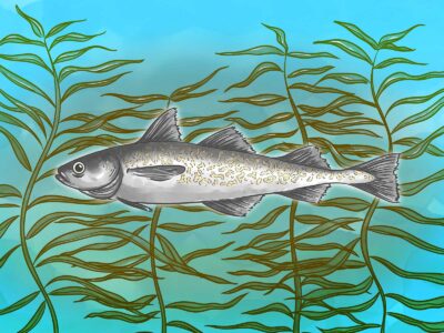 Alaska (walleye) pollock digital art by Alex Veneracion