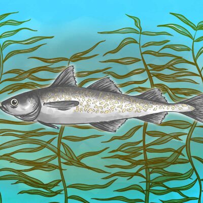 Alaska (walleye) pollock digital art by Alex Veneracion