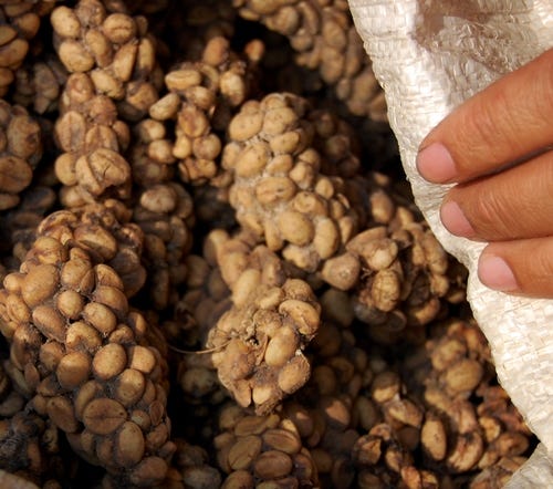 Unwashed coffee beans in civet poop. Image credit: Wibowo Djatmiko via Wikimedia Commons